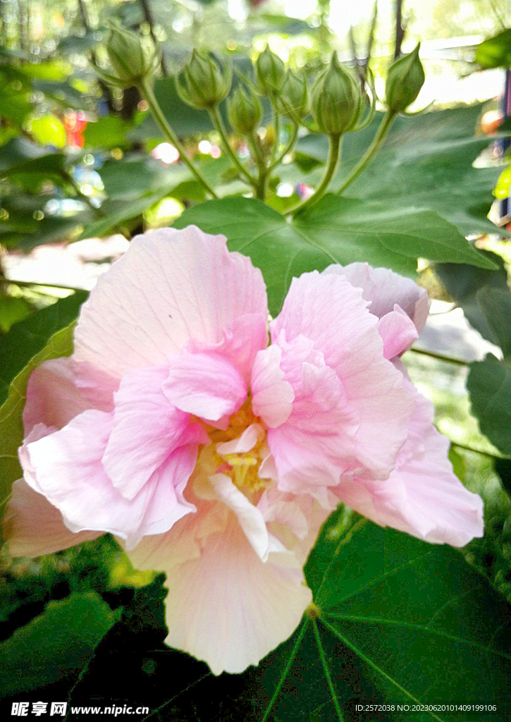 芙蓉花开