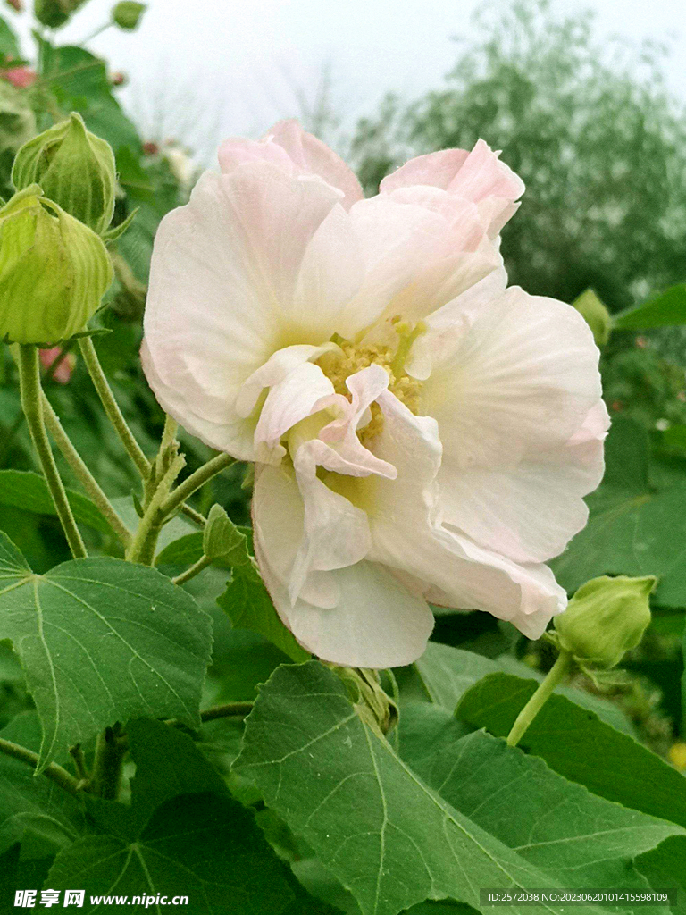 芙蓉花开