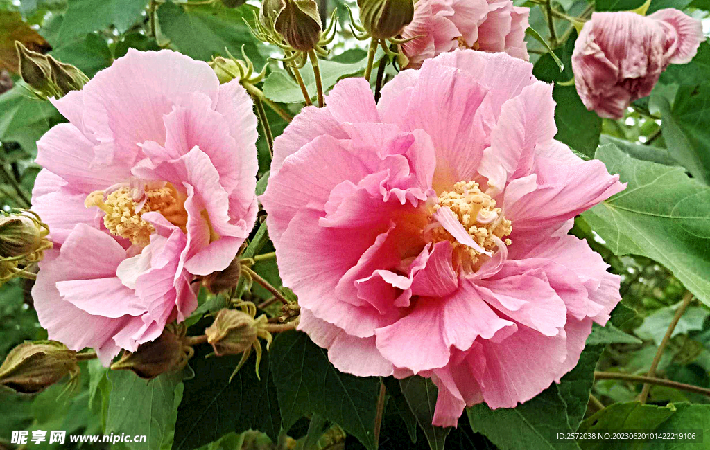 芙蓉花开