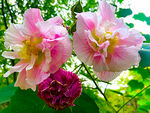 芙蓉花开
