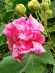 芙蓉花开