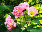 芙蓉花开
