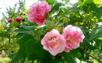 芙蓉花开