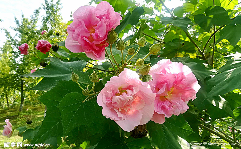 芙蓉花开