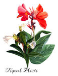 手绘花卉