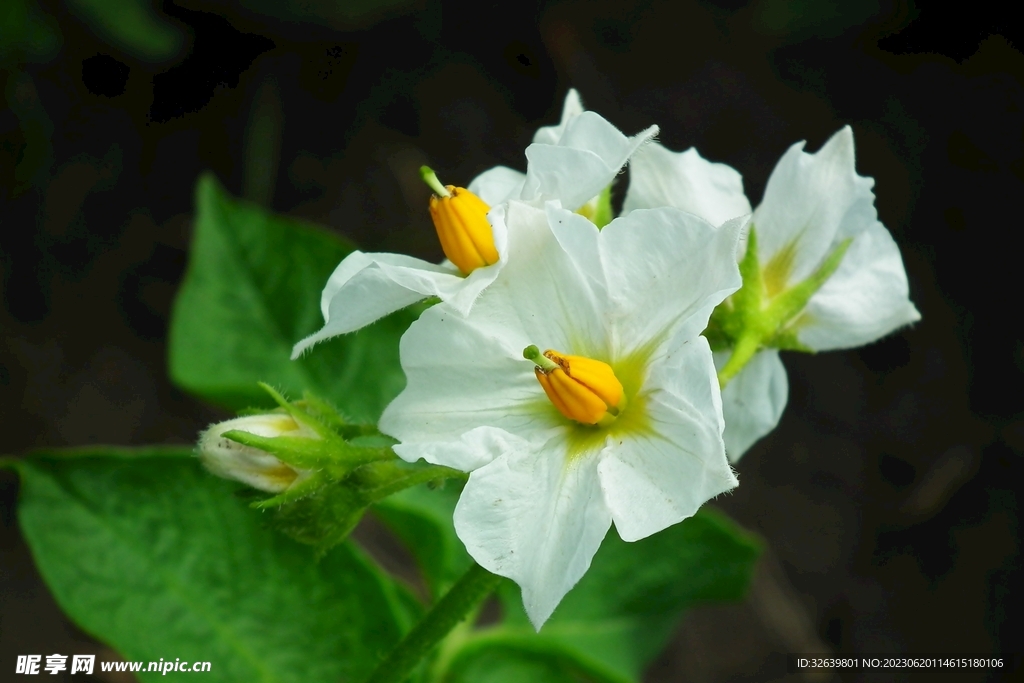 阳芋花