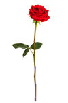 玫瑰花