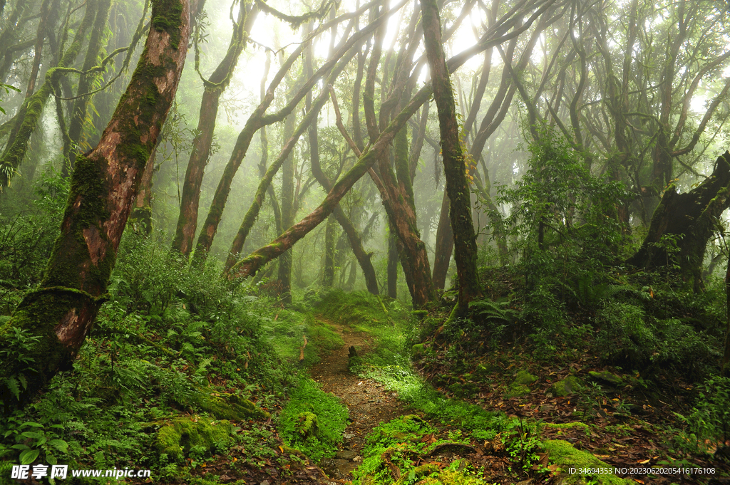 热带雨林美景
