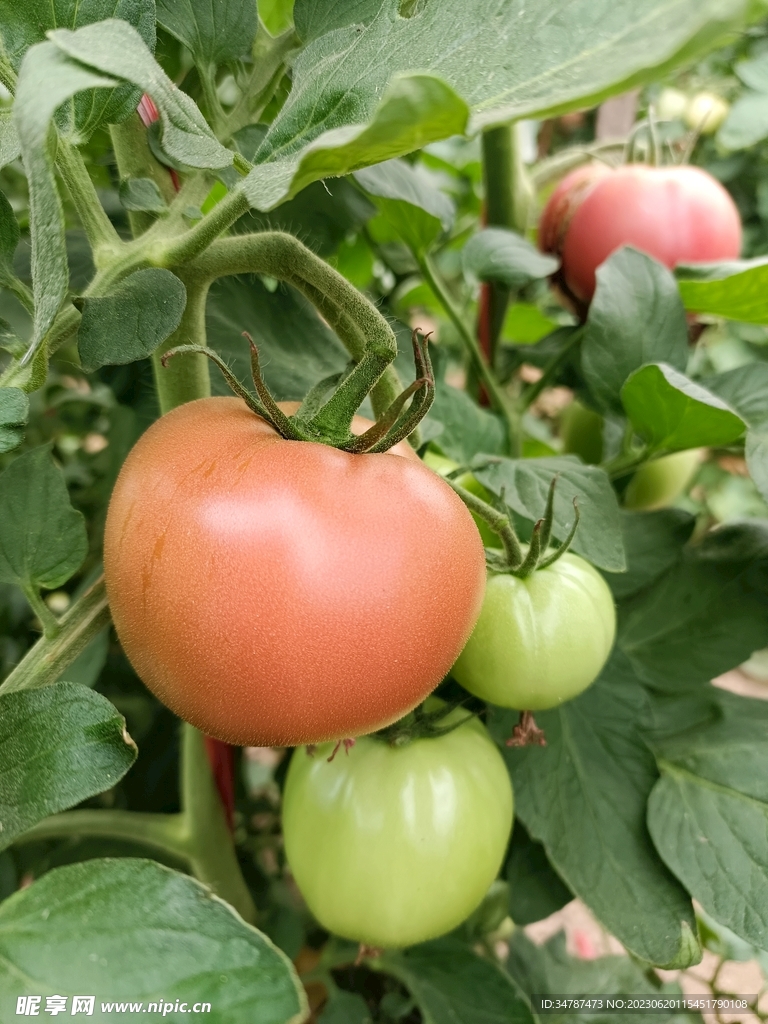 农产品西红柿