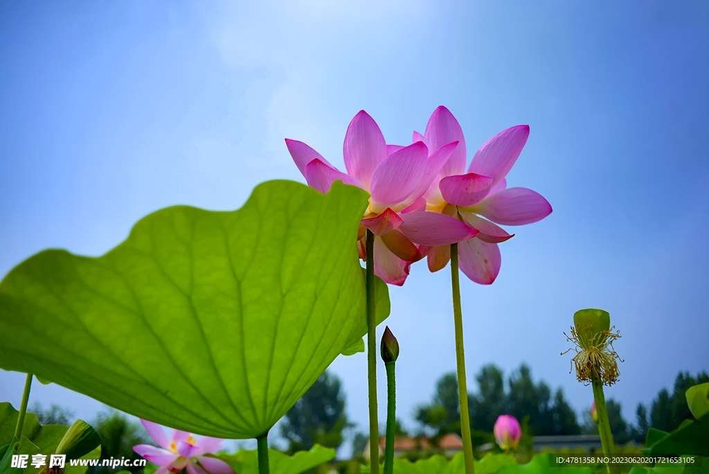 荷花