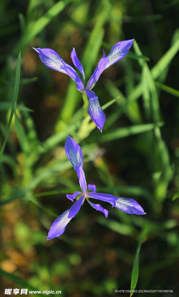 马兰花