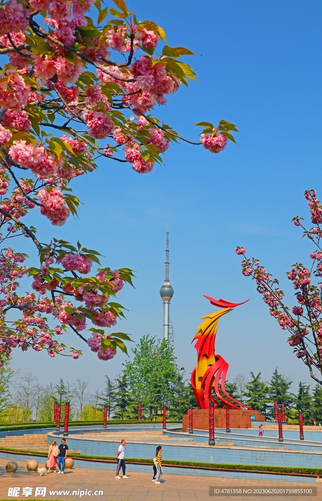 凤凰广场樱花