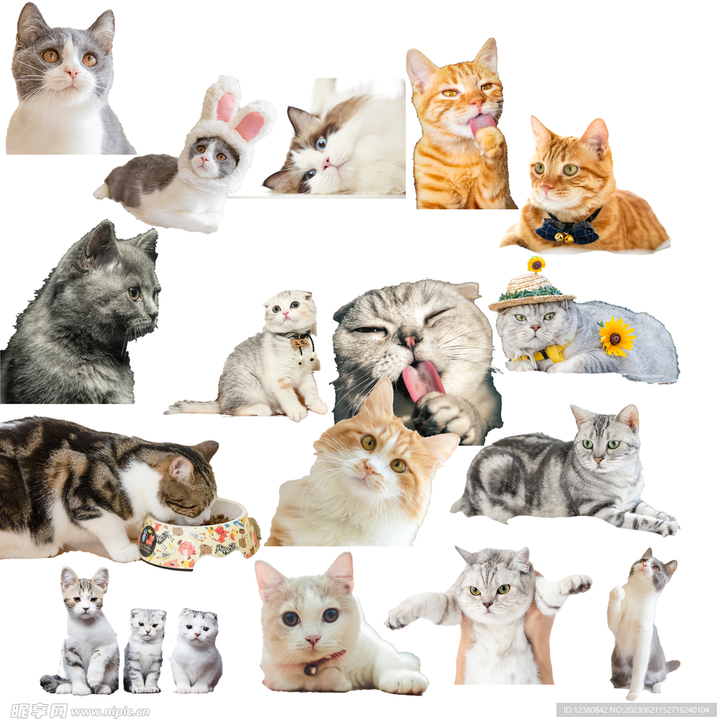 猫
