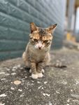 小猫