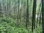 竹林