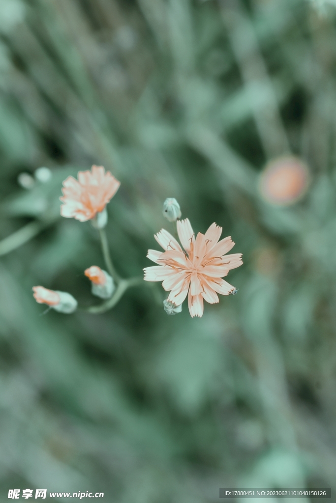 苦荬菜