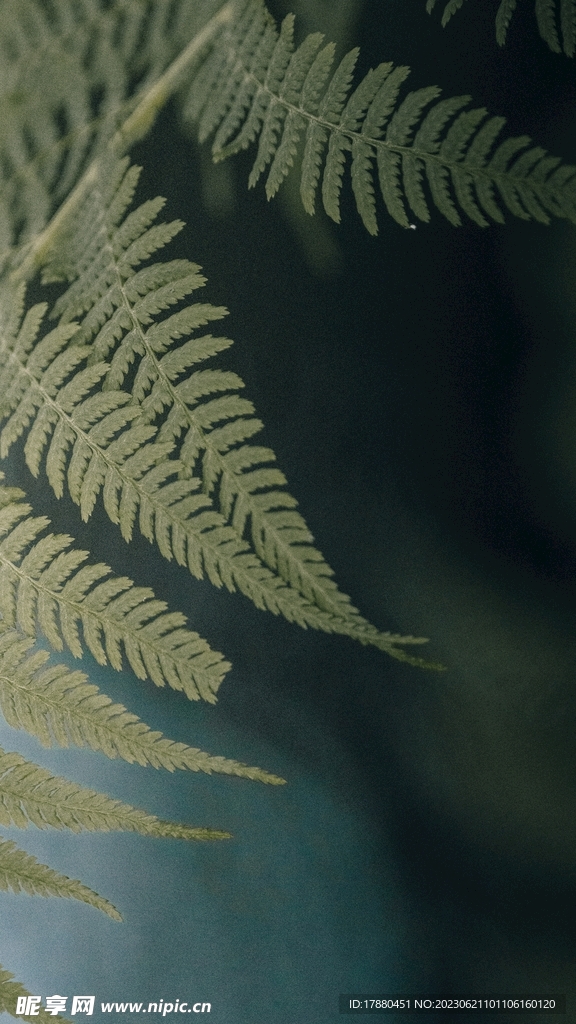蕨类植物