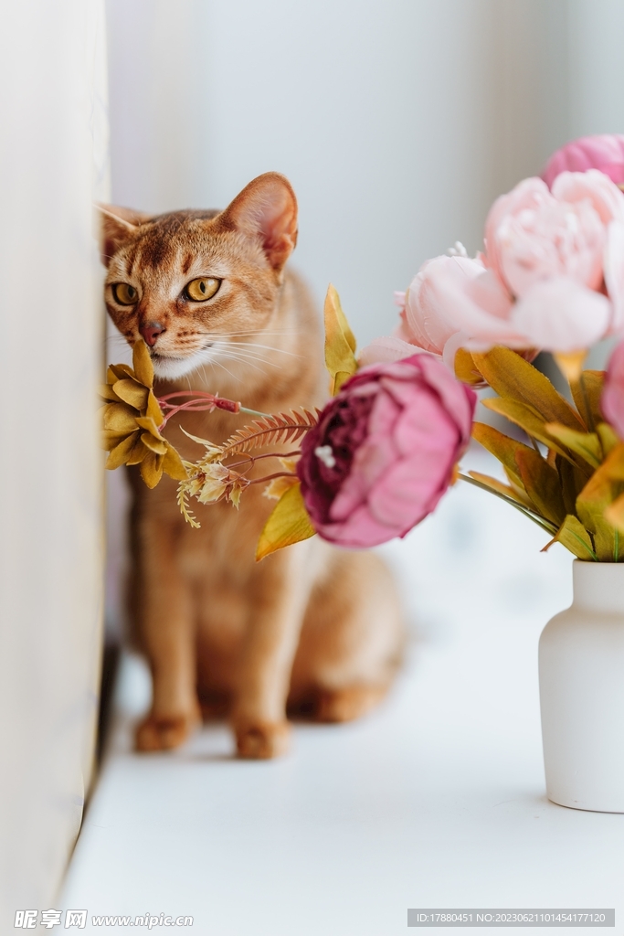 猫