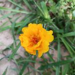 太阳花