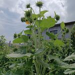 向日葵 