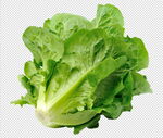生菜