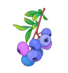 水果蓝莓插画