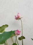 莲花