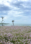 东平湖花海
