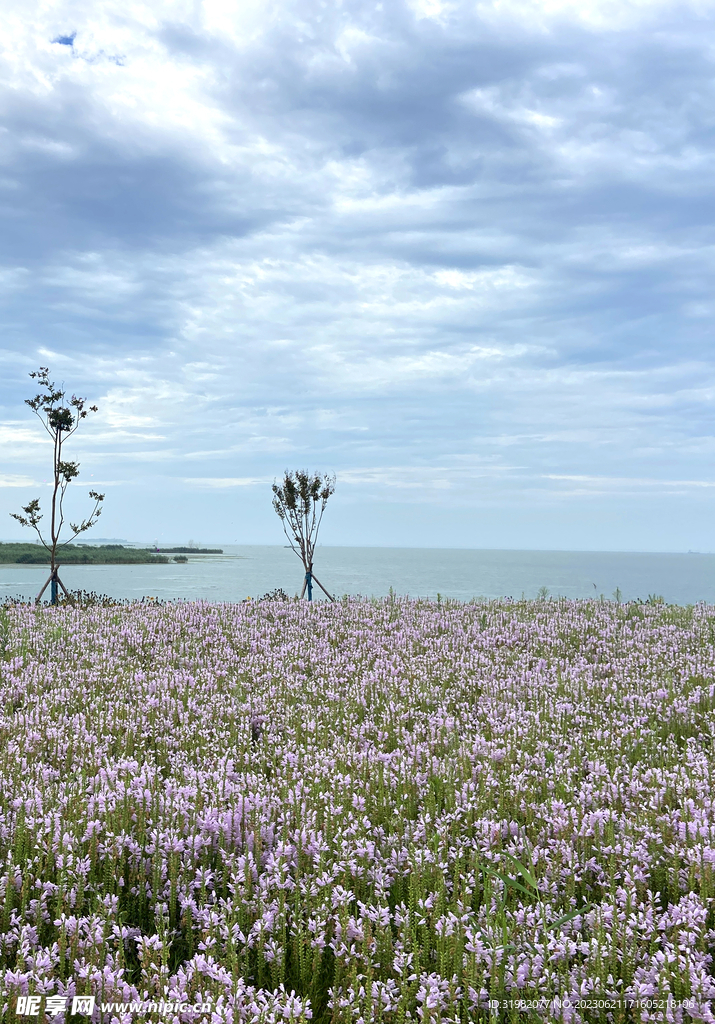 东平湖花海