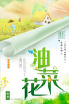 油菜花