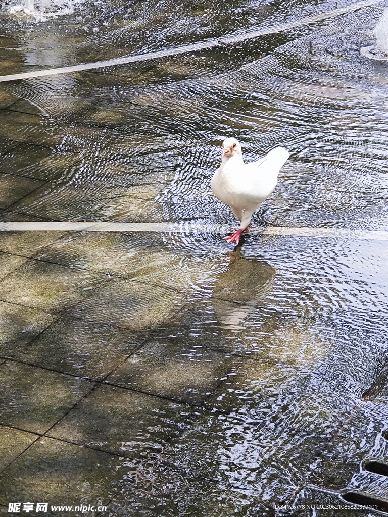 走动的鸽子