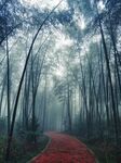 竹林幽径