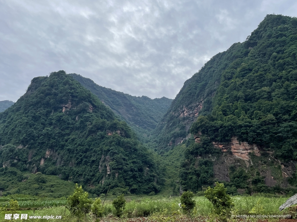 大山 绿植