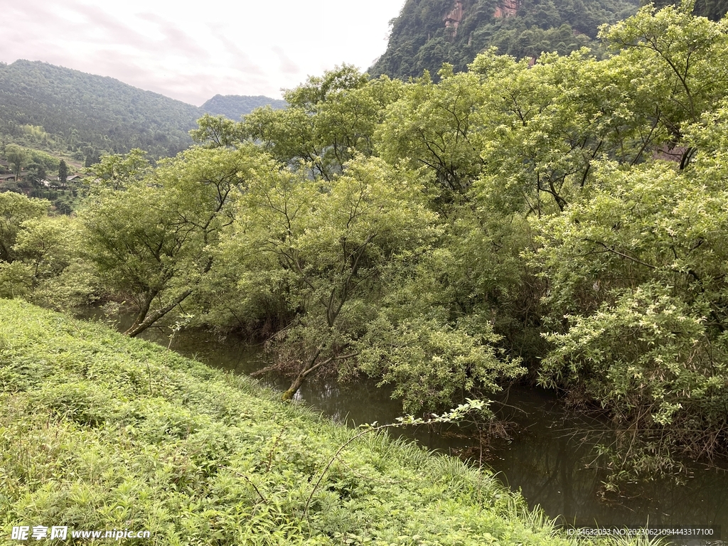 河流 溪流 树木 绿植