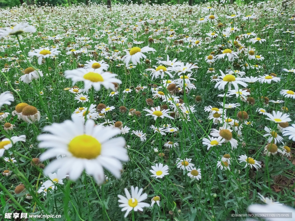 雏菊花海