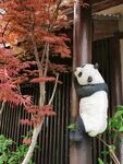 无锡拈花湾熊猫上树
