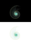 线条海螺