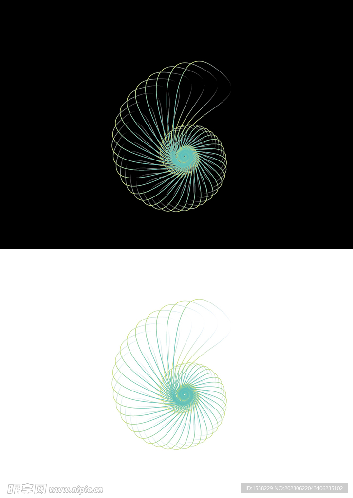 线条海螺