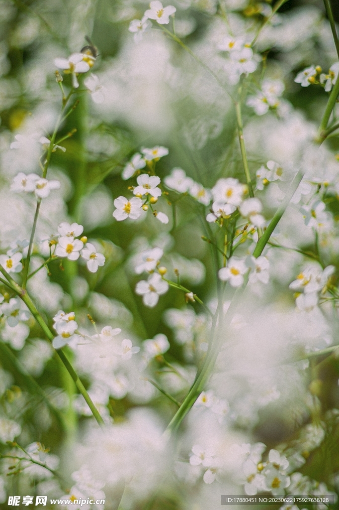 附地菜花