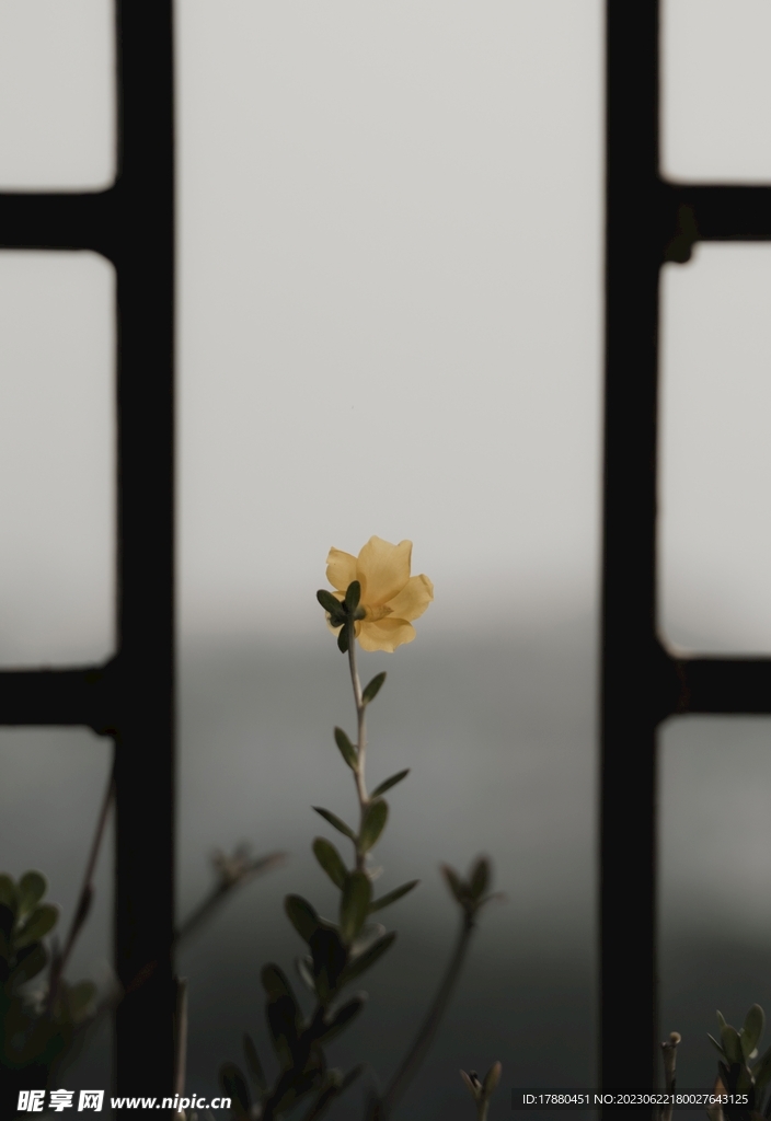 环翅马齿苋
