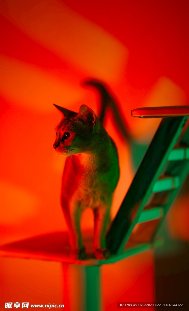 猫