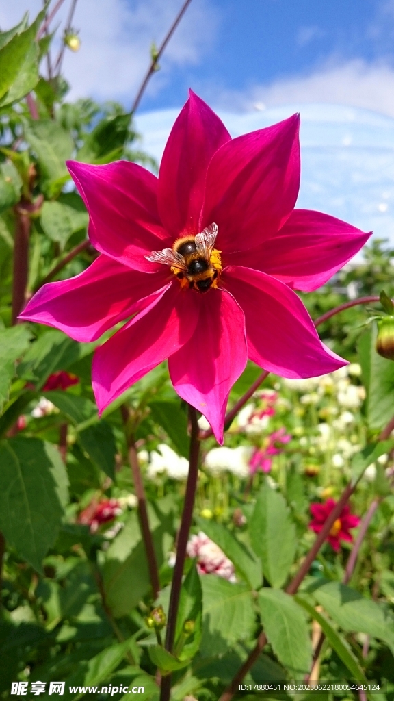 大丽花
