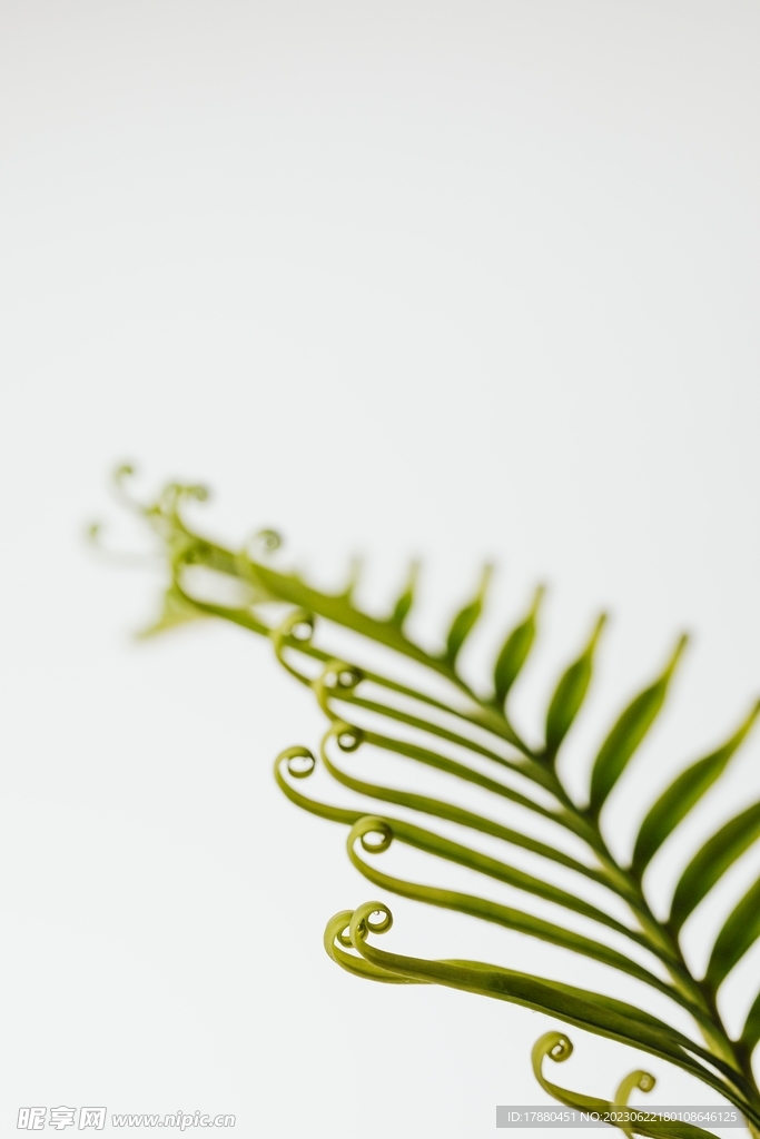 蕨类植物