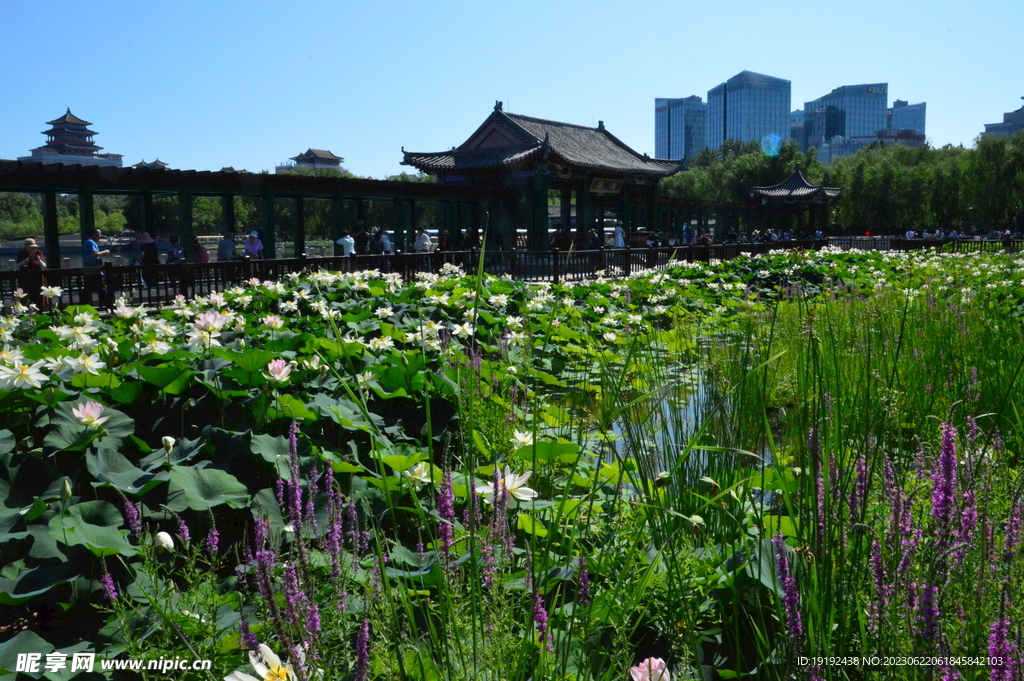公园风景