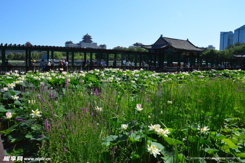 公园风景