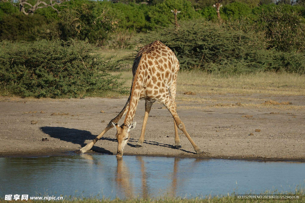 喝水的长颈鹿