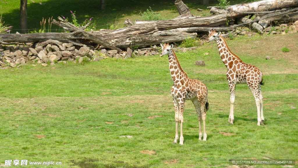 草坪上的长颈鹿