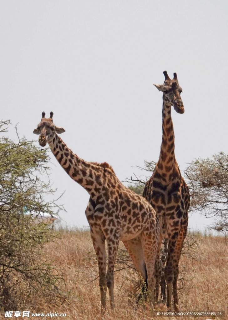 长颈鹿高清摄影素材