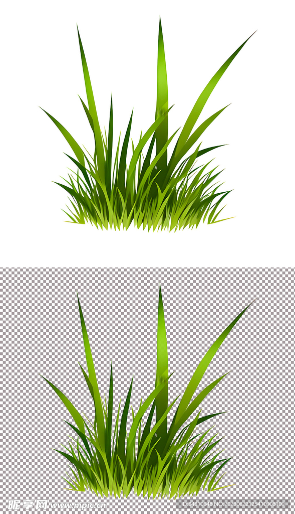 小草地草坪植物