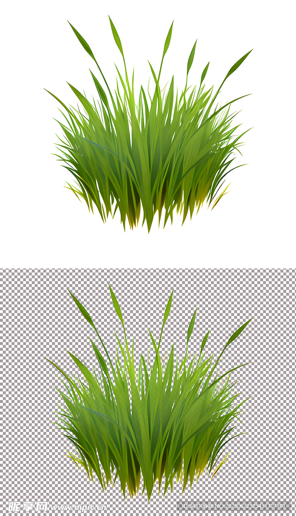 小草地草坪植物 